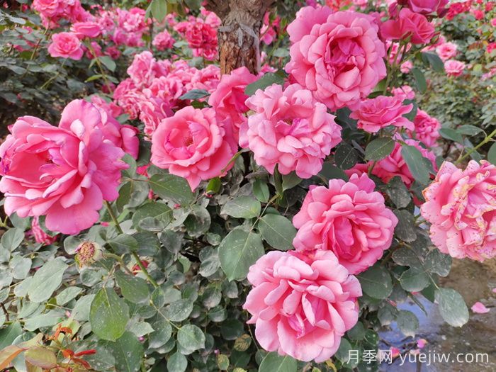 寒露与淮南花代——市花月季(图3)