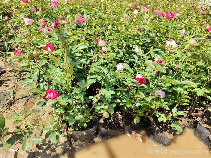 花卉苗木养护管理主要有几方面?(图1) 花卉苗木养护管理主要有几方面?(图1)