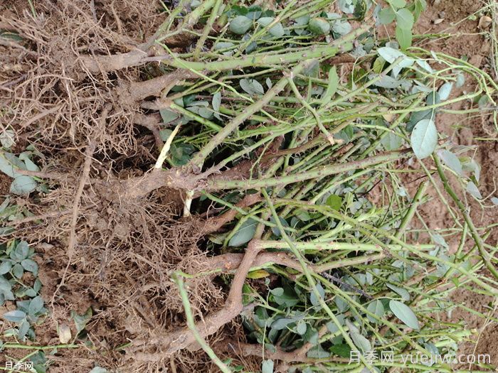 月季苗种植后多久发芽？(图1)