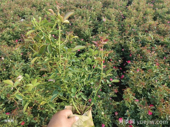 地被月季种植密度是多少？(图1)