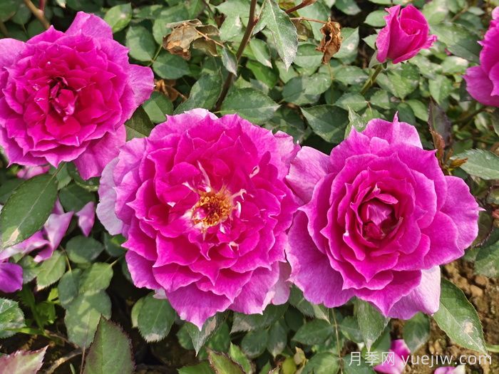 12款心头好阳台月季，每款都美到心坎(图5)