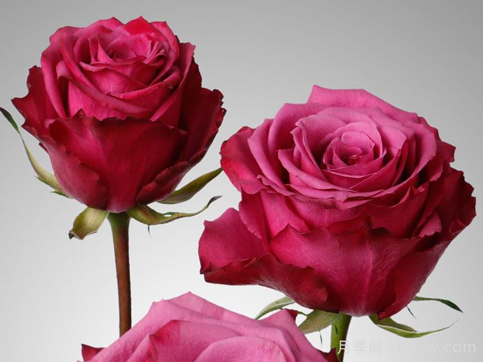 蓝莓月季，复古紫色超级炫酷(图1)