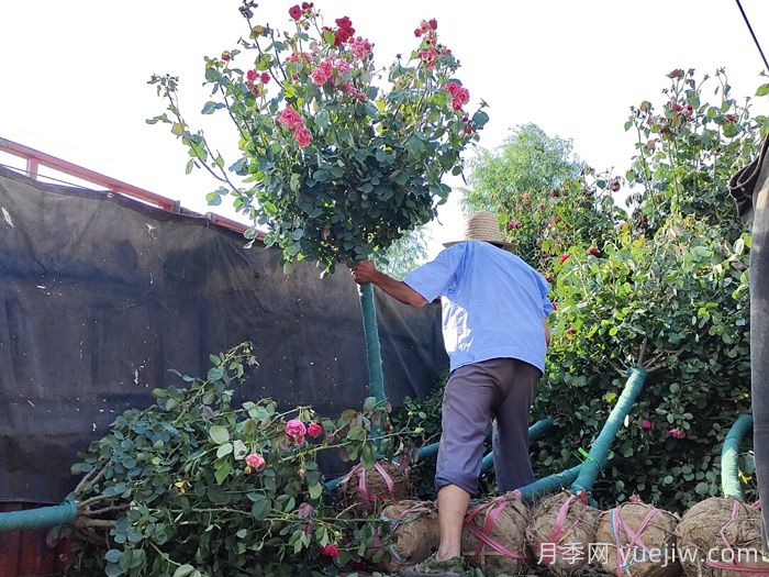 让园林植物移栽后快速生根，要做什么事？(图1)