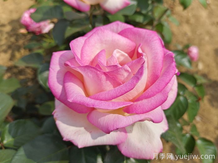 推荐最受欢迎的9种花卉盆栽,一盆就美爆(图1) 推荐最受欢迎的9种花卉盆栽,一盆就美爆(图1)