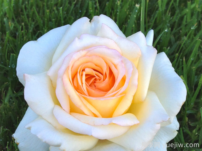 假面公主月季/安娜斯塔西娅月季(图1)