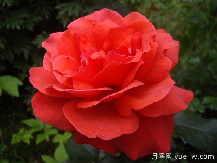 月季名人殿堂:世界上最受欢迎的19款月季品种(图3) 月季名人殿堂:世界上最受欢迎的19款月季品种(图3)