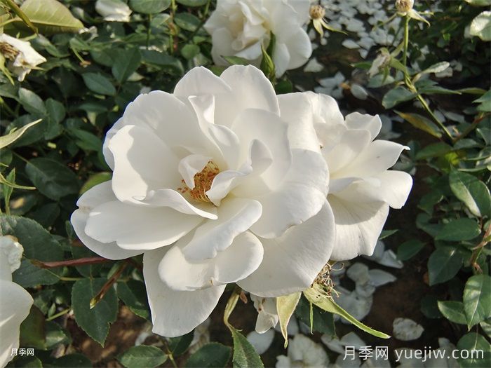 月季名人殿堂:世界上最受欢迎的19款月季品种(图4) 月季名人殿堂:世界上最受欢迎的19款月季品种(图4)