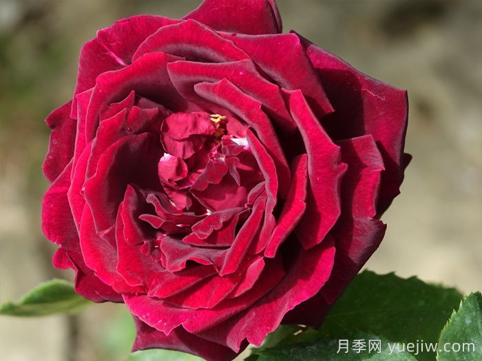 月季名人殿堂:世界上最受欢迎的19款月季品种(图6) 月季名人殿堂:世界上最受欢迎的19款月季品种(图6)