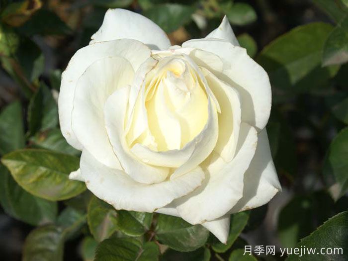 月季名人殿堂:世界上最受欢迎的19款月季品种(图7) 月季名人殿堂:世界上最受欢迎的19款月季品种(图7)