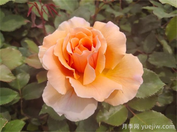 月季名人殿堂:世界上最受欢迎的19款月季品种(图8) 月季名人殿堂:世界上最受欢迎的19款月季品种(图8)