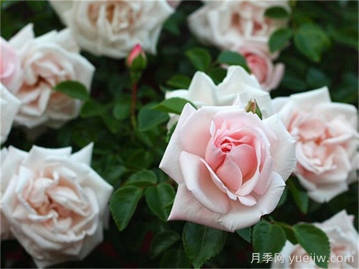 月季名人殿堂:世界上最受欢迎的19款月季品种(图9) 月季名人殿堂:世界上最受欢迎的19款月季品种(图9)