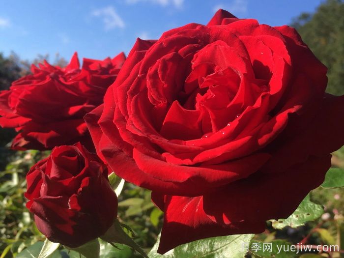 月季名人殿堂:世界上最受欢迎的19款月季品种(图10) 月季名人殿堂:世界上最受欢迎的19款月季品种(图10)