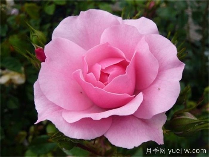 月季名人殿堂:世界上最受欢迎的19款月季品种(图11) 月季名人殿堂:世界上最受欢迎的19款月季品种(图11)