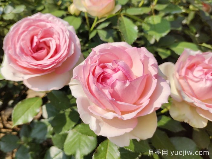 月季名人殿堂:世界上最受欢迎的19款月季品种(图12) 月季名人殿堂:世界上最受欢迎的19款月季品种(图12)