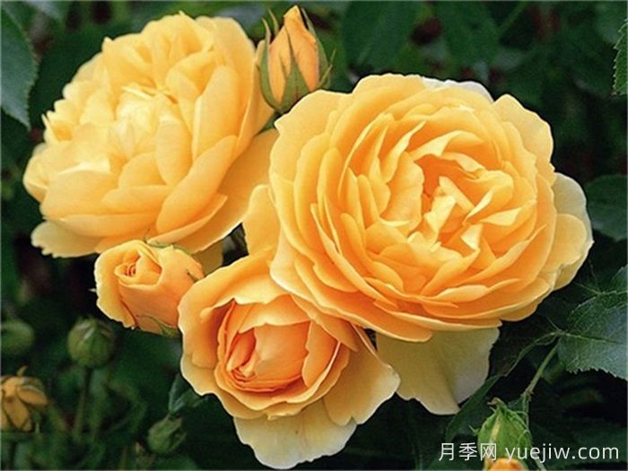 月季名人殿堂:世界上最受欢迎的19款月季品种(图14) 月季名人殿堂:世界上最受欢迎的19款月季品种(图14)