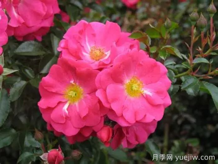 月季名人殿堂:世界上最受欢迎的19款月季品种(图18) 月季名人殿堂:世界上最受欢迎的19款月季品种(图18)