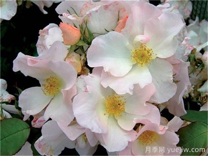 月季名人殿堂:世界上最受欢迎的19款月季品种(图15) 月季名人殿堂:世界上最受欢迎的19款月季品种(图15)