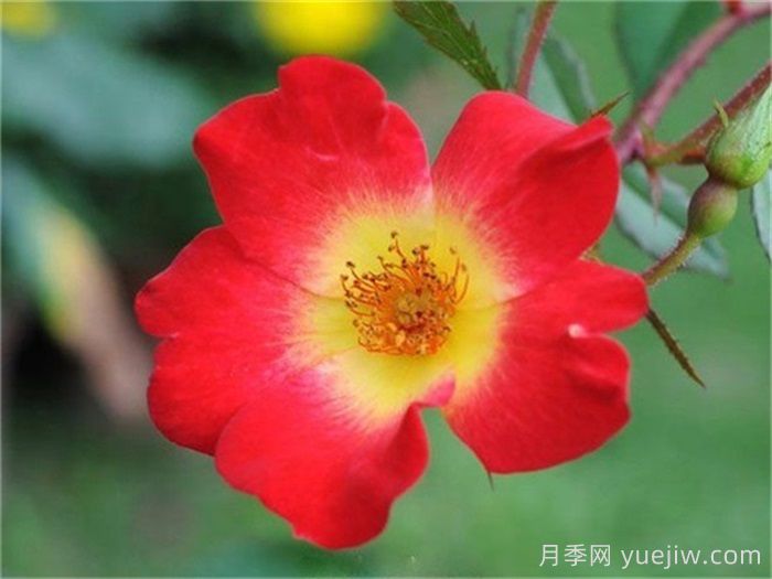 月季名人殿堂:世界上最受欢迎的19款月季品种(图16) 月季名人殿堂:世界上最受欢迎的19款月季品种(图16)