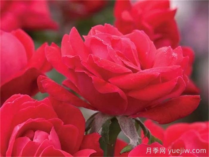 月季名人殿堂:世界上最受欢迎的19款月季品种(图17) 月季名人殿堂:世界上最受欢迎的19款月季品种(图17)