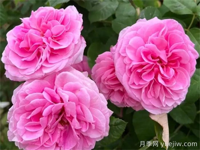 月季名人殿堂:世界上最受欢迎的19款月季品种(图19) 月季名人殿堂:世界上最受欢迎的19款月季品种(图19)