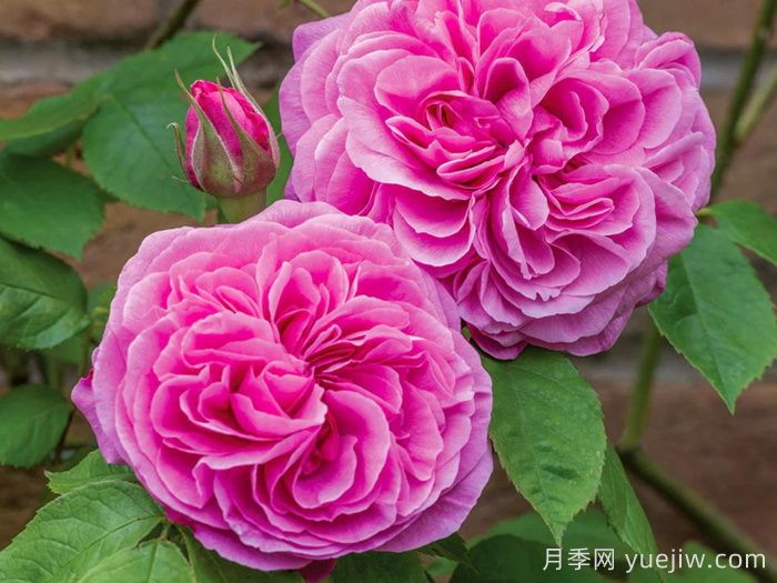 格特鲁德杰基尔月季获得2025年世界最受欢迎月季(图2) 格特鲁德杰基尔月季获得2025年世界最受欢迎月季(图2)