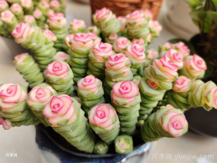 十月多肉养护，如何养出绝美状态(图1)