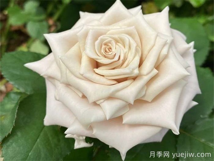 曼塔玫瑰，浪漫与优雅的完美结合(图2)