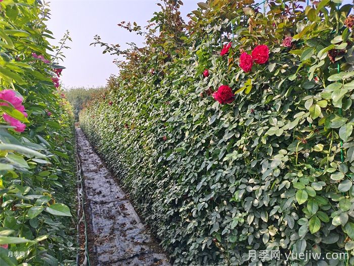 藤本月季的种植与养殖方法(图1) 藤本月季的种植与养殖方法(图1)