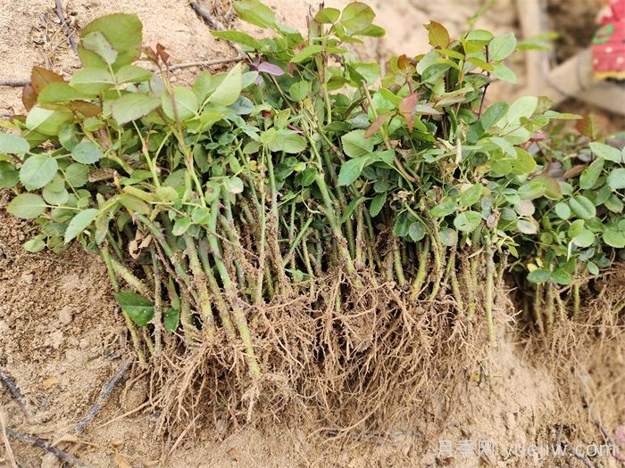 月季花扦插种植就是简单，明年满盆开花就靠它了(图1)