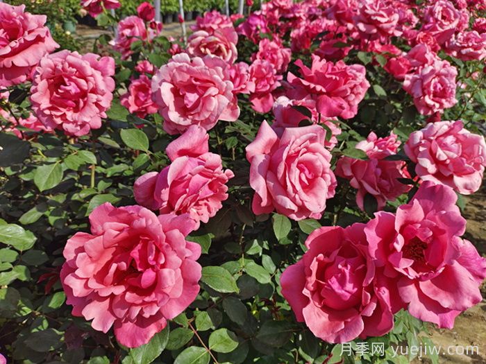 江苏南京地区大花月季露地栽培管理技术(图1) 江苏南京地区大花月季露地栽培管理技术(图1)