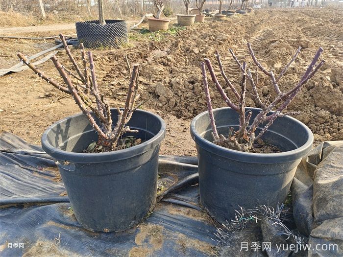 冬季该怎么修剪月季花？月季冬季修剪的要点(图1)