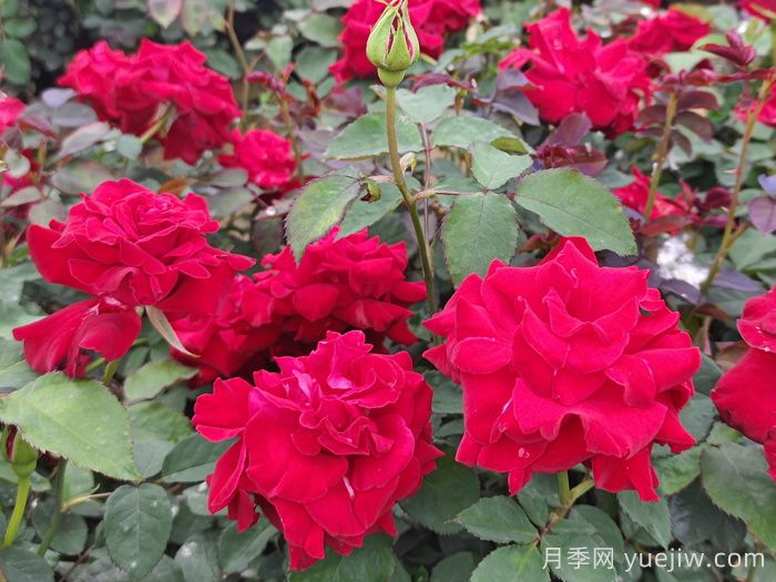 月季花的种植方法和日常养护管理(图1)