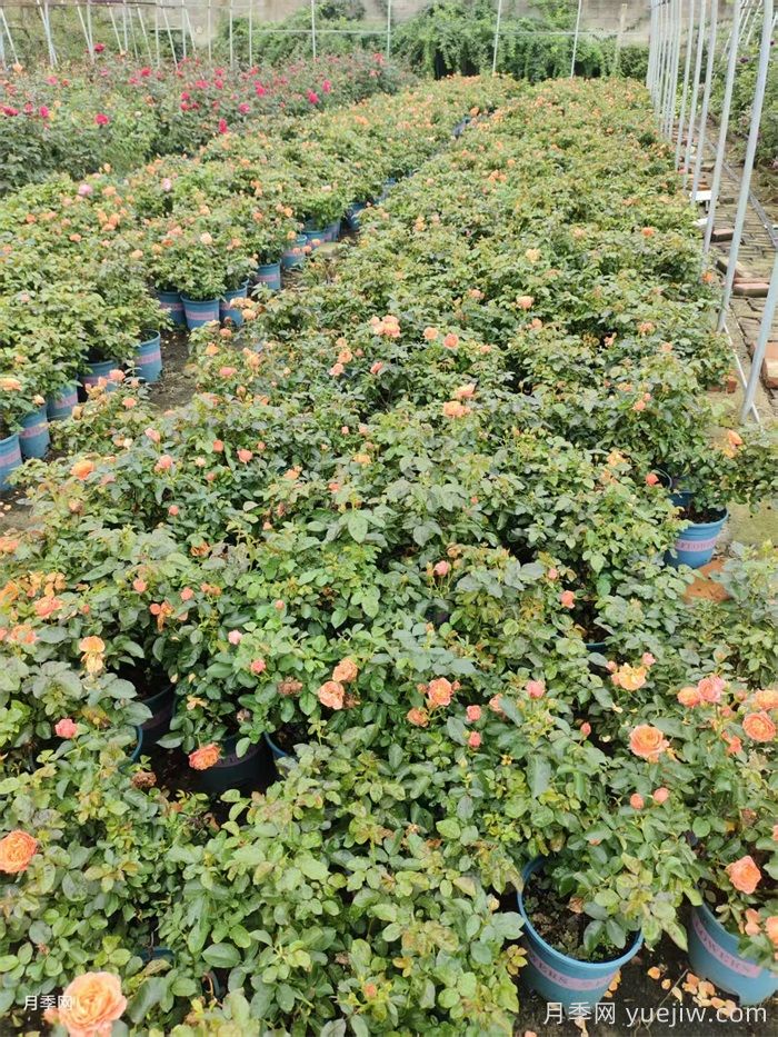 南阳连续阴雨一个月,对月季有什么影响?(图3) 南阳连续阴雨一个月,对月季有什么影响?(图3)