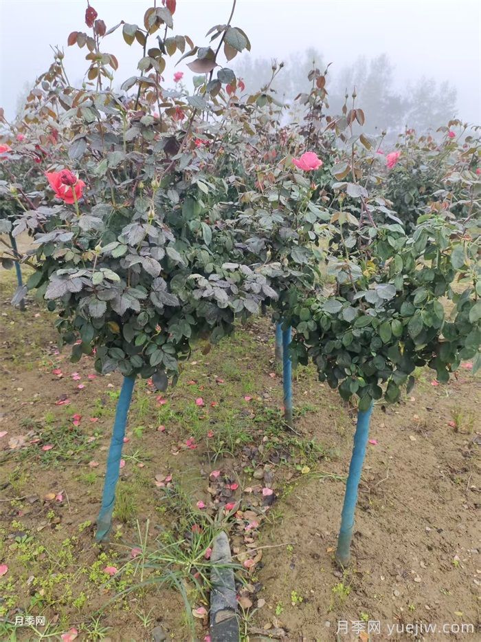 南阳连续阴雨一个月,对月季有什么影响?(图1) 南阳连续阴雨一个月,对月季有什么影响?(图1)