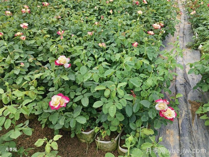 月季施肥技术管理(图1)