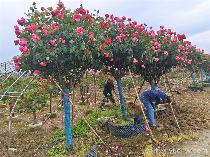 月季树特点以及嫁接方法(图2)