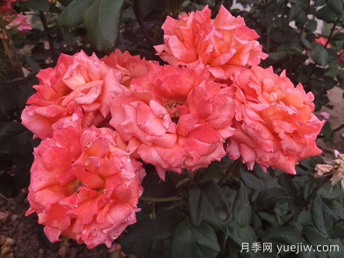 月季花霜霉病怎么预防和治疗？(图1)