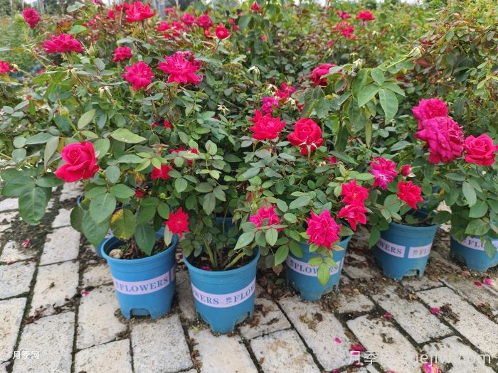 阳台花园打造的6大技巧(图1)