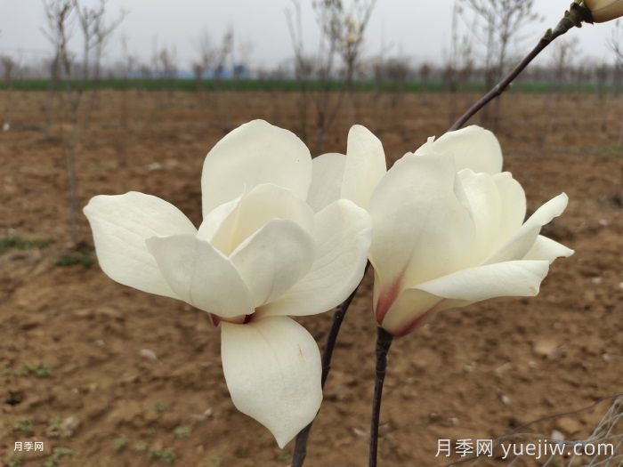 苗木科普:白玉兰(图1) 苗木科普:白玉兰(图1)