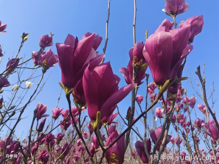 南召云阳镇:打造辛夷之乡和玉兰之乡(图1) 南召云阳镇:打造辛夷之乡和玉兰之乡(图1)