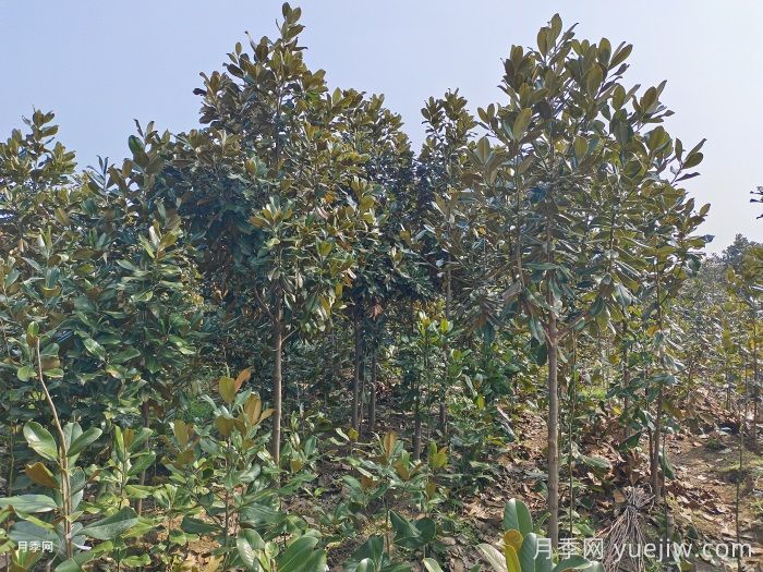 南召云阳镇:打造辛夷之乡和玉兰之乡(图2) 南召云阳镇:打造辛夷之乡和玉兰之乡(图2)