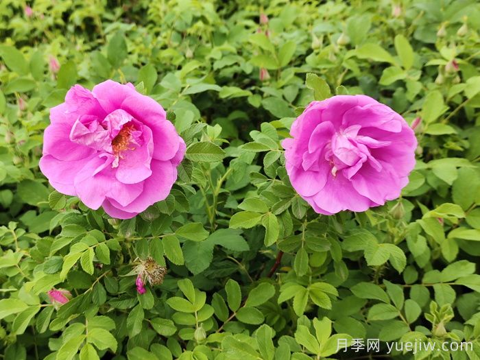 平阴玫瑰:玫瑰长芬芳(图1) 平阴玫瑰:玫瑰长芬芳(图1)