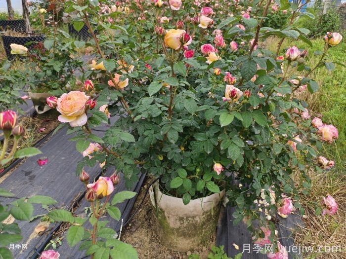 十月园林行业养护管理措施汇总(图1)