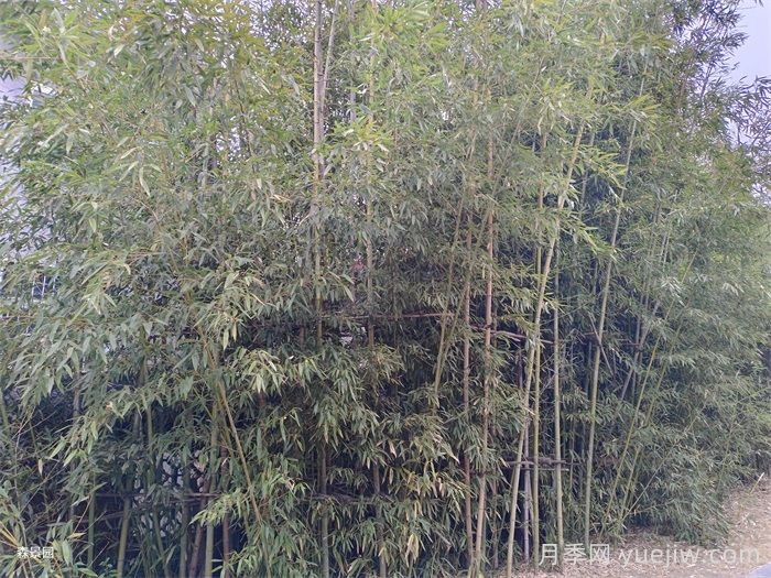 竹子长出来的侧枝能去掉吗？(图1)