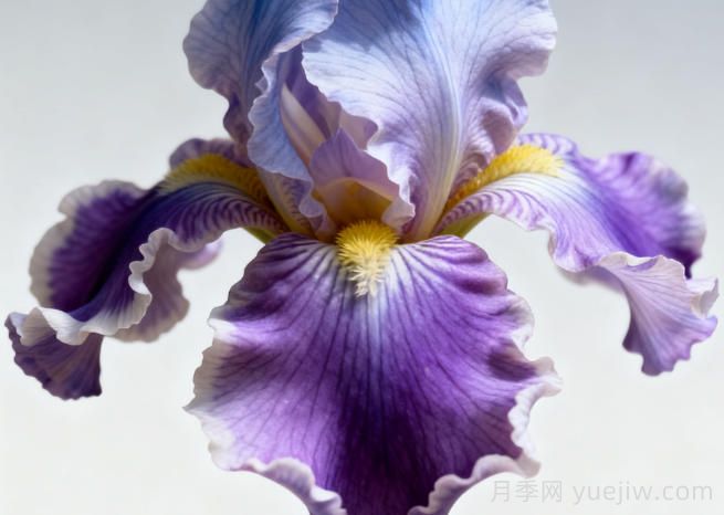 鸢尾花有哪几种?如何种好鸢尾花?(图1) 鸢尾花有哪几种?如何种好鸢尾花?(图1)