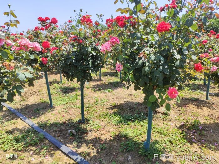 芜湖市花市树是什么？芜湖适合种月季吗？(图2)