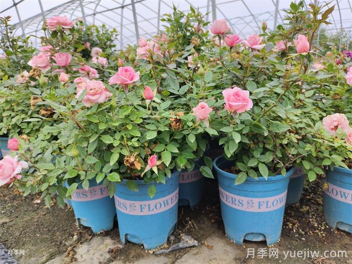月季苗：1加仑、2加仑、3加仑盆都有多大？(图3)