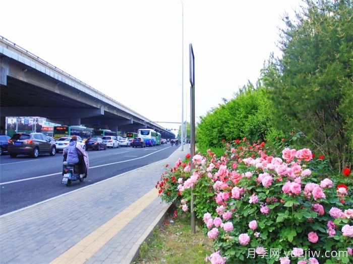 大兴月季,承包城市的浪漫(图2) 大兴月季,承包城市的浪漫(图2)
