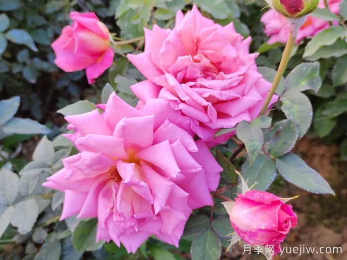 大兴月季,承包城市的浪漫(图1) 大兴月季,承包城市的浪漫(图1)
