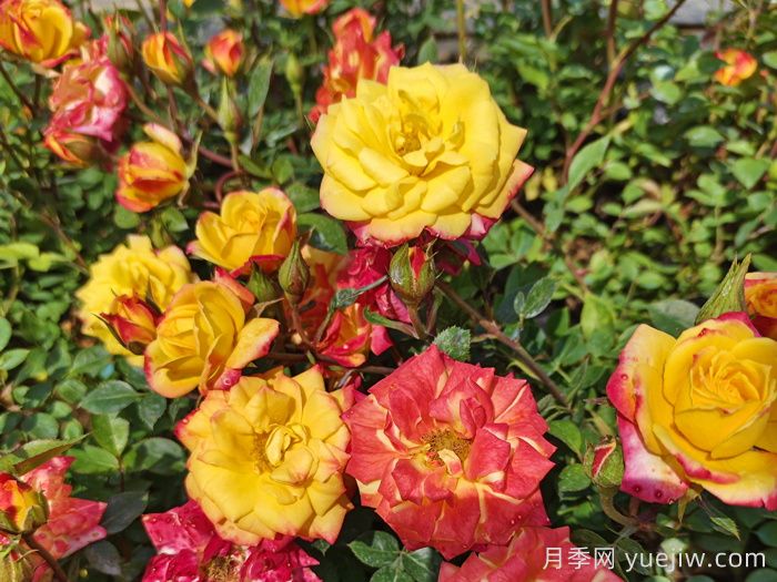 月季养不活！你没有想到的真相(图1)